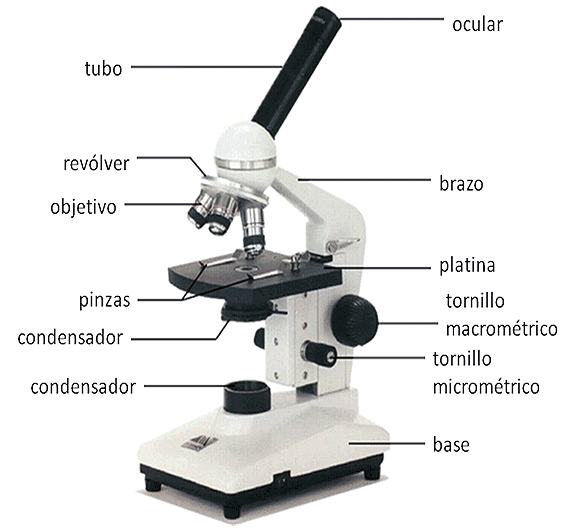 Quagga sábado celestial Microscopía