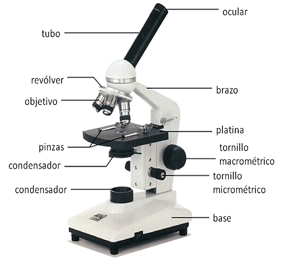 Top 74+ imagen dibujos del microscopio compuesto