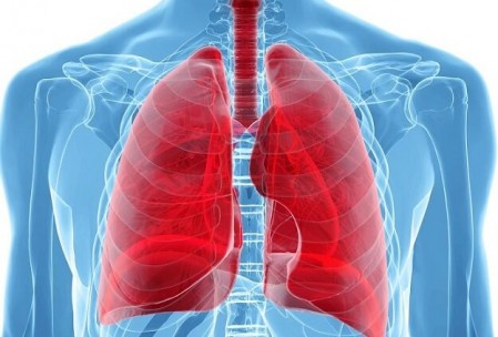 Pulmones